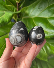 Orthoceras Fossil Eggs - Pick Your Own