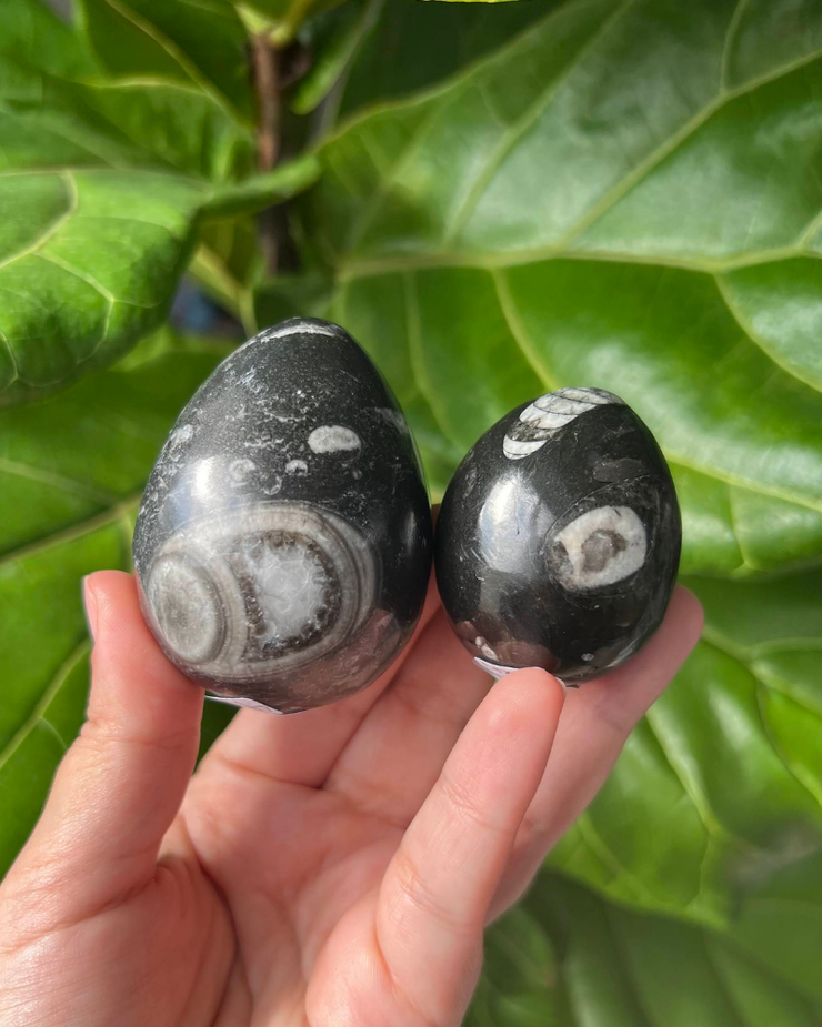 Orthoceras Fossil Eggs - Pick Your Own