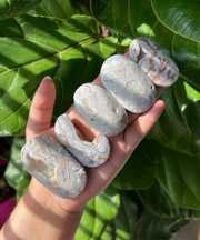 Mexican Crazy Lace Agate Palm - Pick Your Own