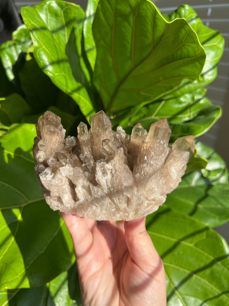 XL Citrine Cluster C