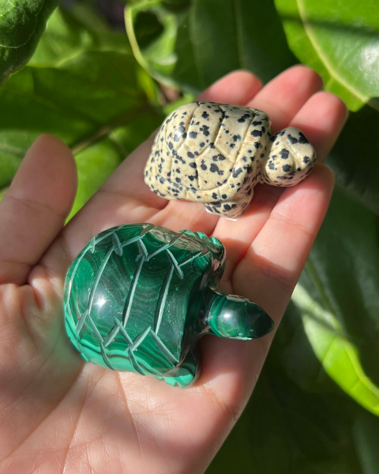 Turtle - Pick Your Own