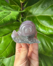 Fluorite Snail