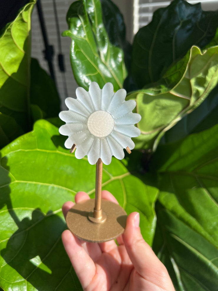 Satin Spar Daisy