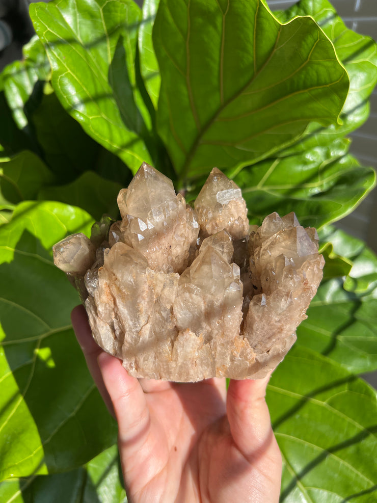 XL Citrine Cluster D