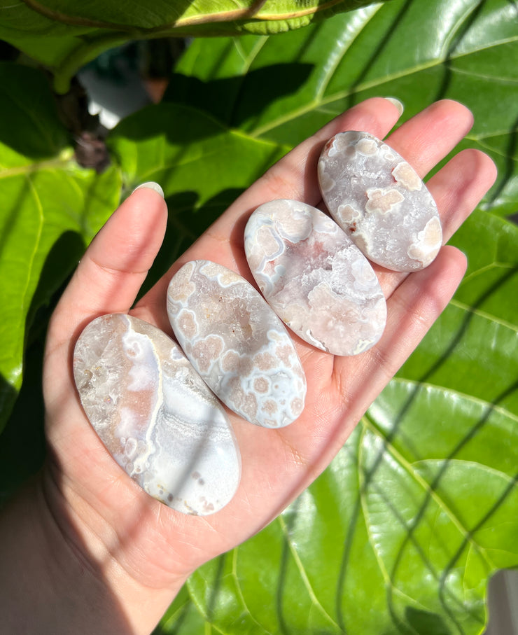 High Quality Flower Agate Palm - Pick Your Own