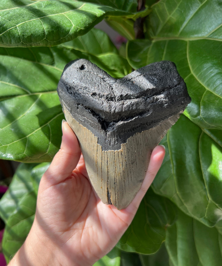 Megalodon Tooth