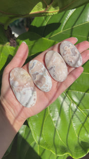 High Quality Flower Agate Palm - Pick Your Own