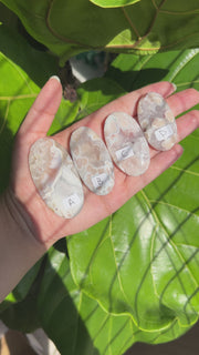 High Quality Flower Agate Palm - Pick Your Own