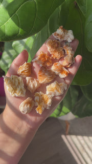 Vanadinite - Pick Your Own