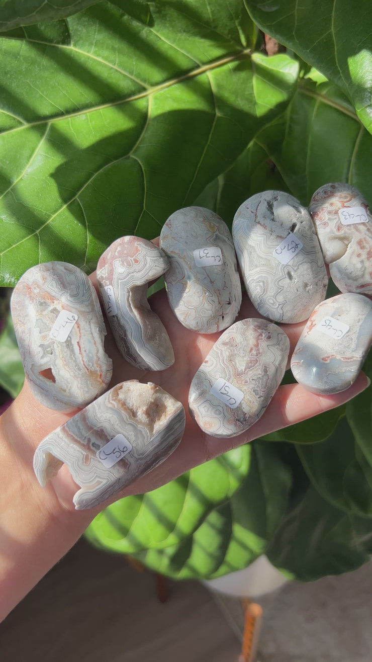 Mexican Crazy Lace Agate Palm - Pick Your Own