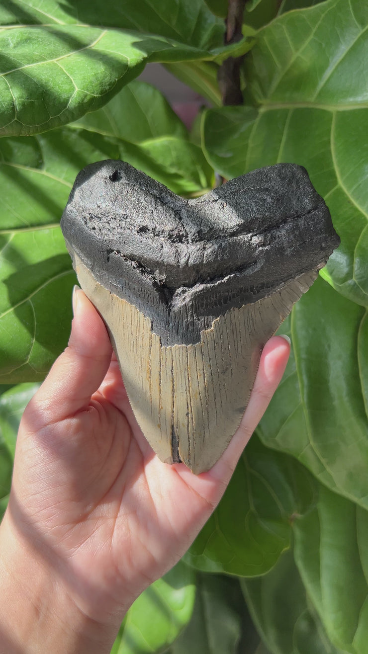 Megalodon Tooth