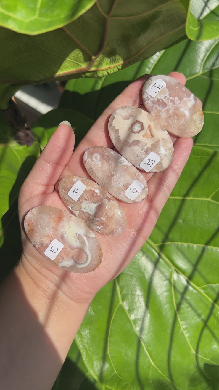 High Quality Flower Agate Palm - Pick Your Own