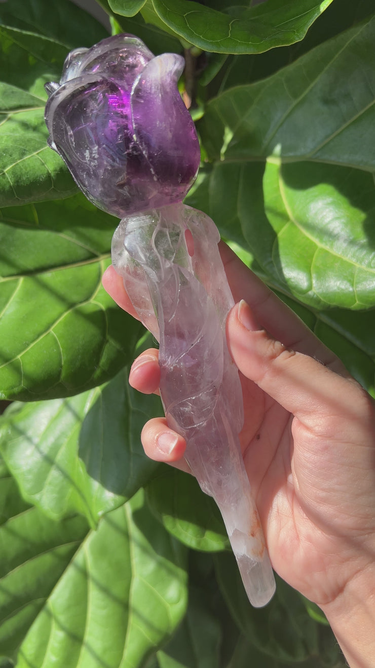 Amethyst Rose