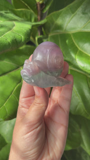Fluorite Snail