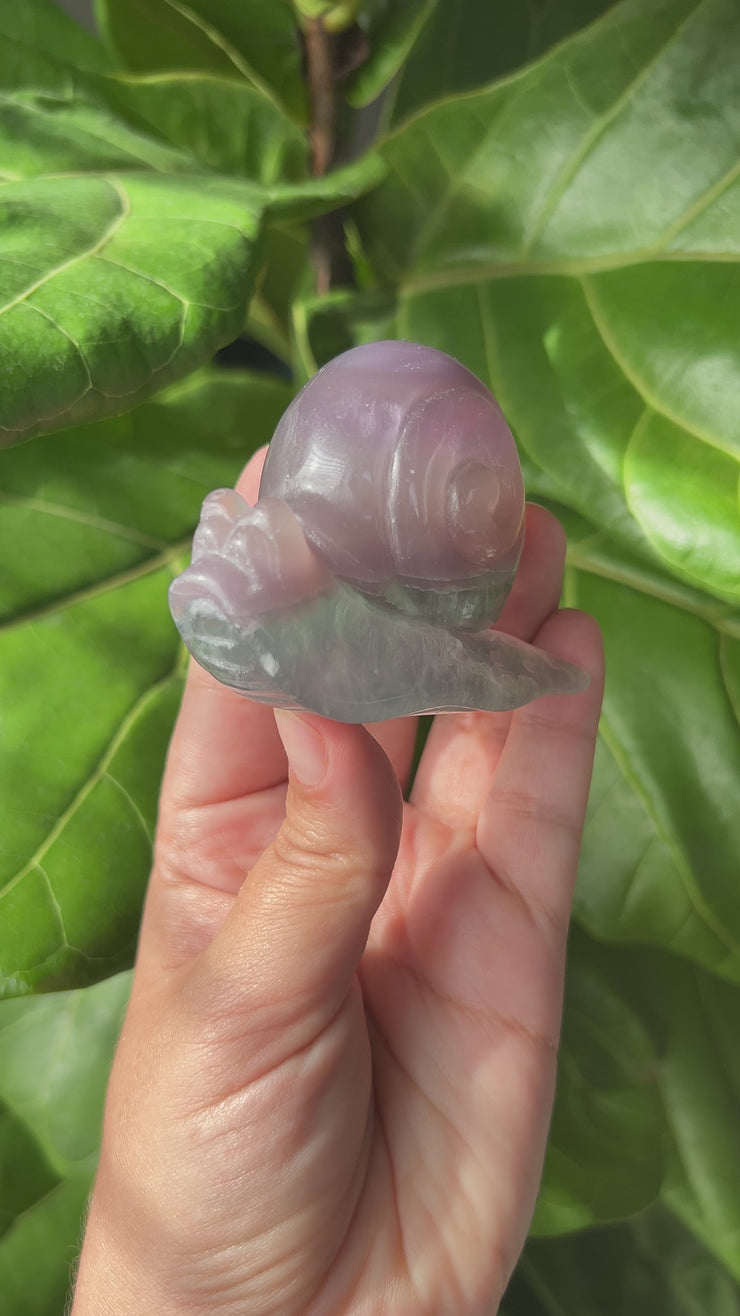 Fluorite Snail