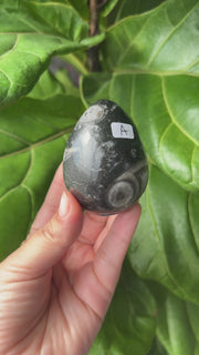 Orthoceras Fossil Eggs - Pick Your Own