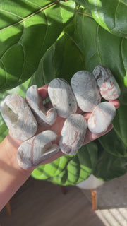 Mexican Crazy Lace Agate Palm - Pick Your Own