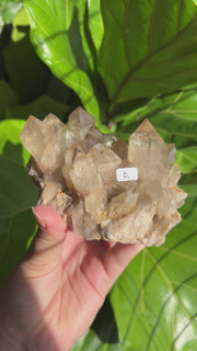 XL Citrine Cluster A