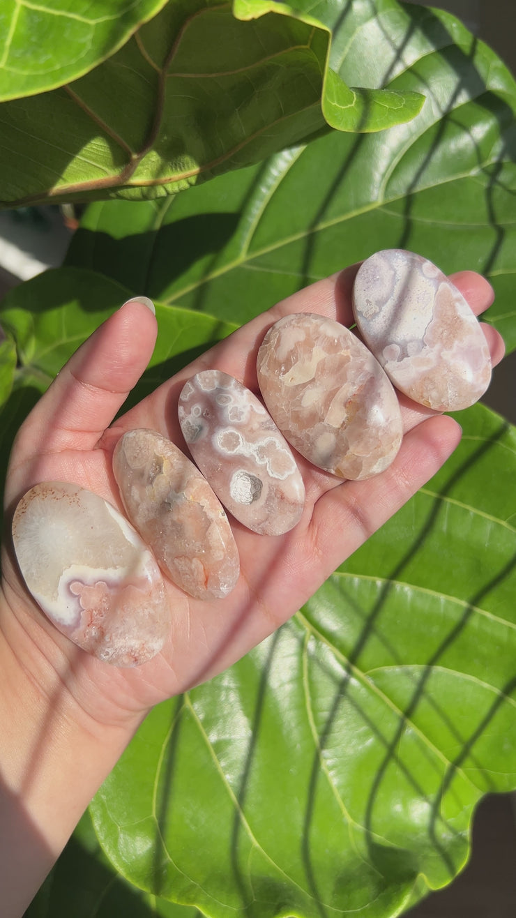 High Quality Flower Agate Palm - Pick Your Own