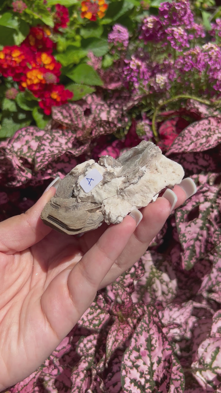 Raw Golden Muscovite (Mica) - Pick Your own