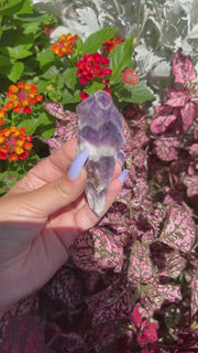 Raw Dream Amethyst Root - Pick Your Own