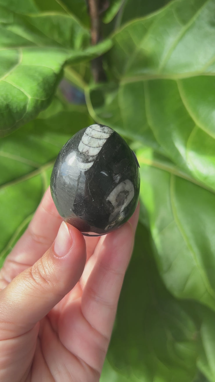 Orthoceras Fossil Eggs - Pick Your Own