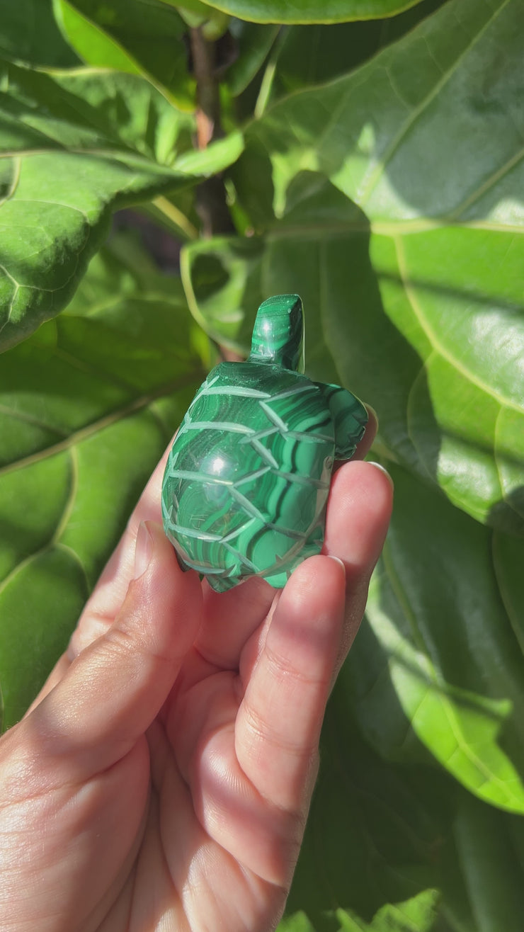 Turtle - Pick Your Own